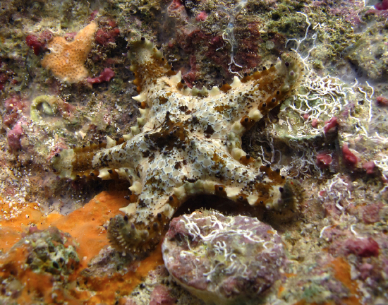  Asteropsis carinifera (Sheriff-badge Sea Star)